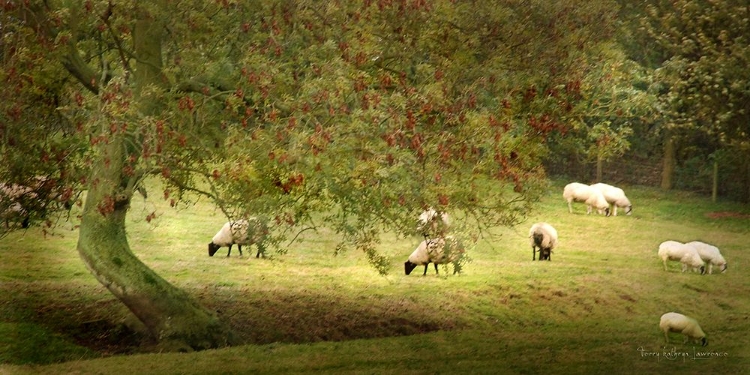 Picture of FIELD OF SHEEP