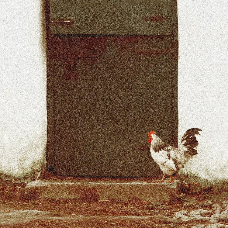 Picture of IRELAND THE ROOSTER