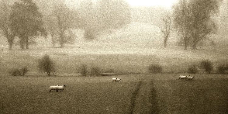 Picture of COTSWOLD SHEEP