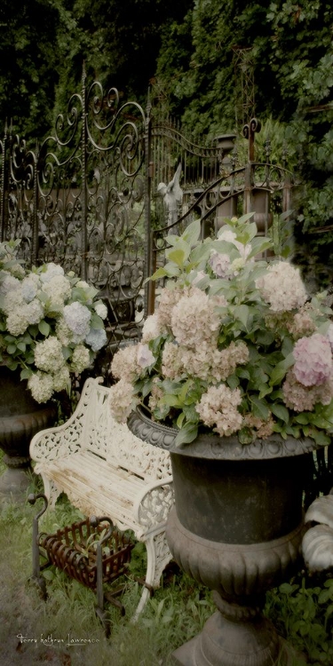 Picture of HYDRANGEAS II