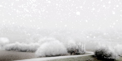 Picture of FROSTY TREES