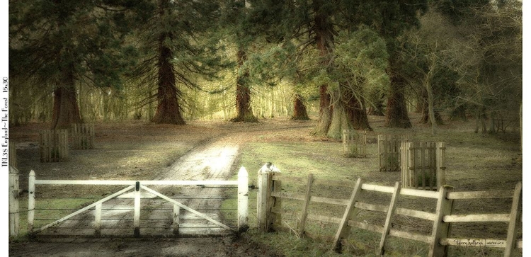 Picture of ENGLAND THE FOREST