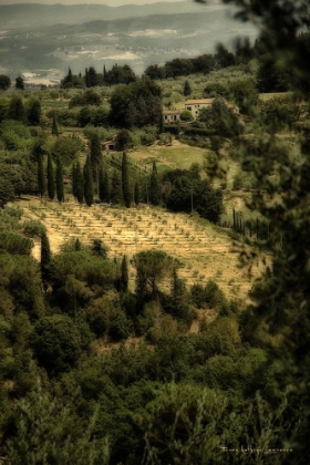 Picture of VINEYARD TUSCANY