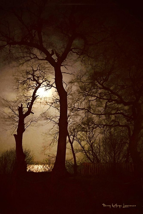 Picture of SAUGATUCK MOONLIGHT