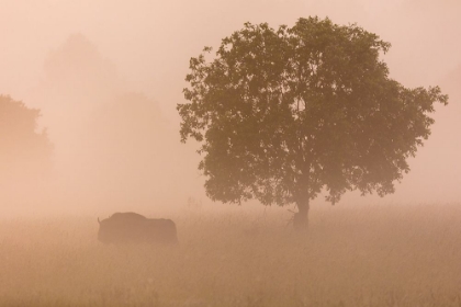 Picture of EUROPEAN BISON