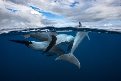 Picture of POD OF DOLPHIN AT THE SURFACE