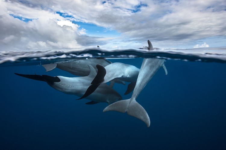 Picture of POD OF DOLPHIN AT THE SURFACE