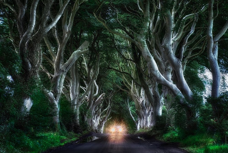 Picture of THE DARK HEDGES