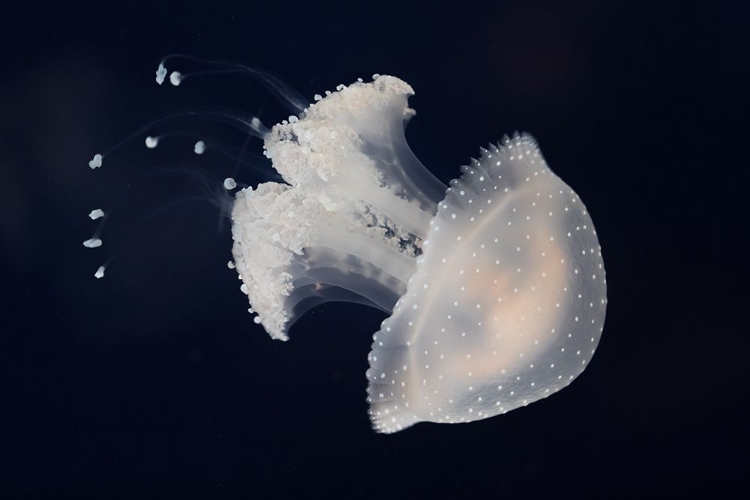 Picture of JELLY