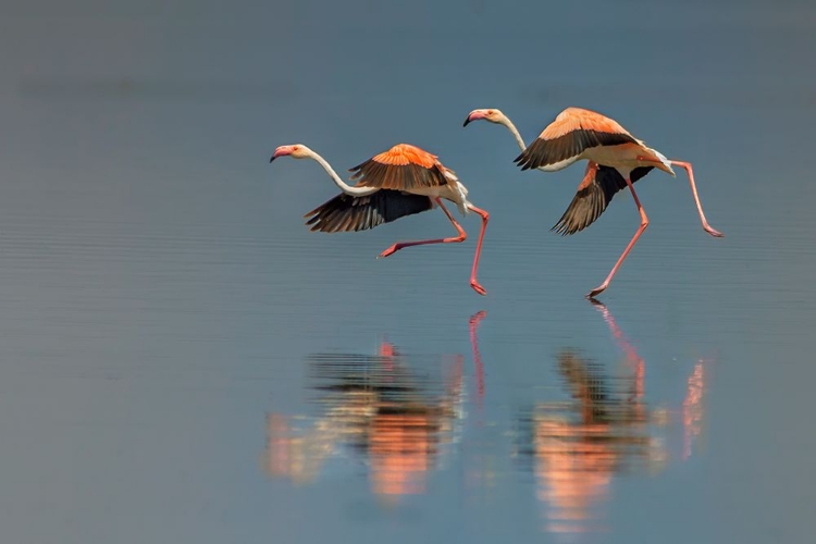 Picture of FLAMINGO LANDING