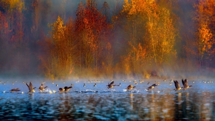 Picture of AUDUBONS PLAINSBORO PRESERVE