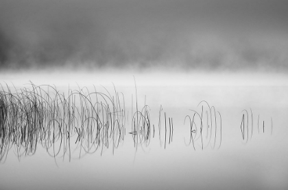 Picture of REED IN FOG