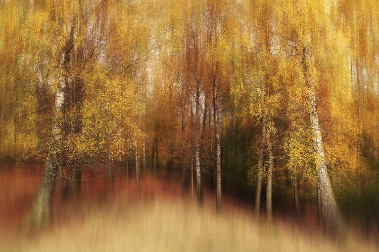 Picture of AUTUMN IMPRESSION