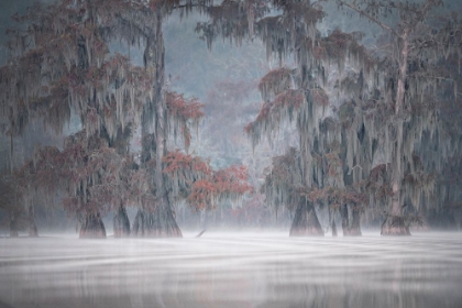 Picture of MISTY BAYOU