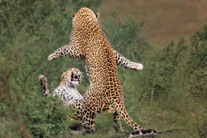 Picture of LEOPARD MATING