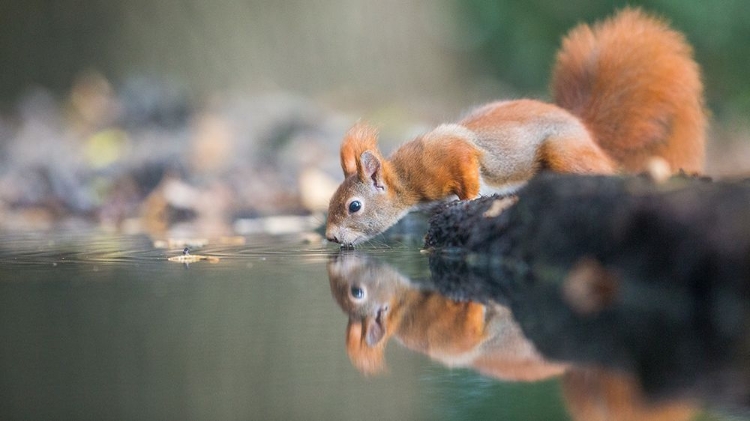 Picture of RED SQUIRREL