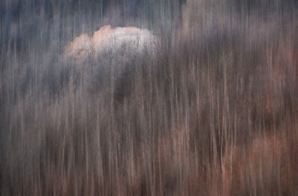 Picture of THE LAST AUTUMN COLORS