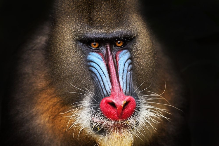 Picture of WILD MANDRILL IN BLACK