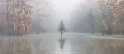 Picture of MISTY BAYOU