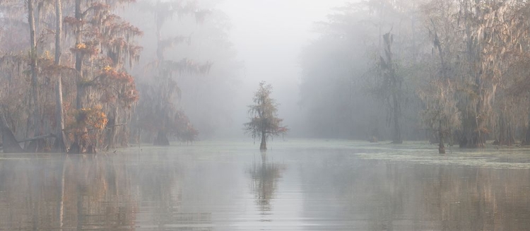 Picture of MISTY BAYOU