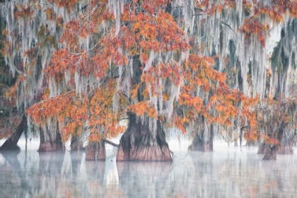 Picture of SWAMP CYPRESS