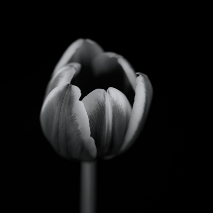 Picture of TULIP IN MONO