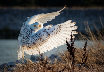 Picture of SNOWY OWL TAKING OFF