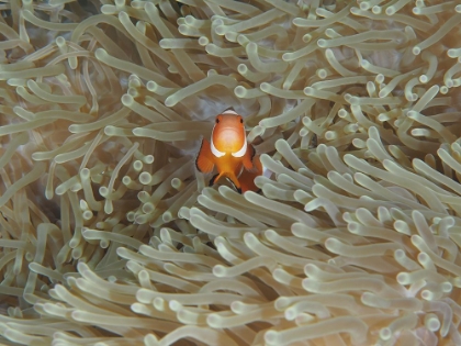 Picture of AMPHIPRION OCELLARIS