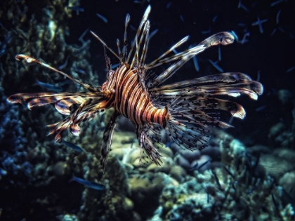 Picture of RED SEA FLOWER