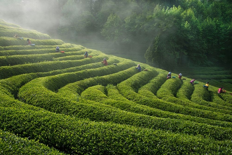 Picture of GREEN TEA FARM