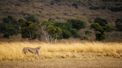 Picture of EMERGING RUNNER