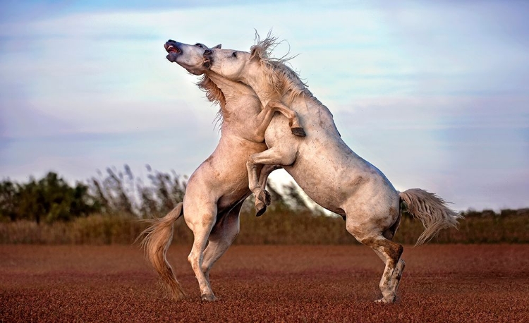 Picture of HORSES FIGHTING