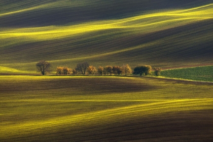 Picture of THREADS OF LIGHT