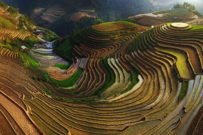 Picture of MU CANG CHAI - VIETNAM