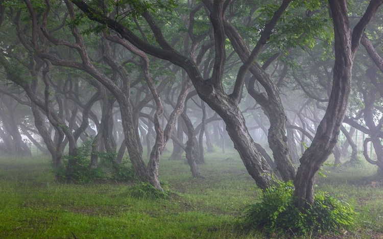 Picture of KOREAN HORNBEAM-1