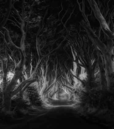 Picture of THE DARK HEDGES