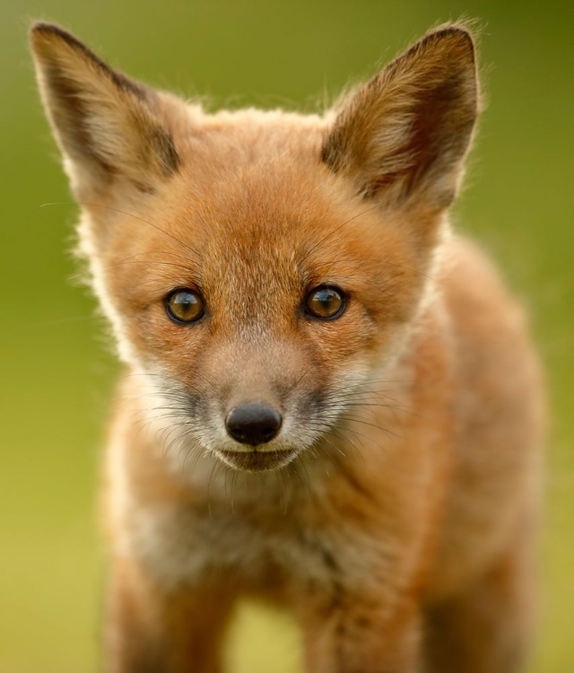 Picture of RED FOX CUB