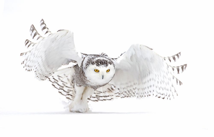 Picture of SNOWY OWL - JAZZ WINGS