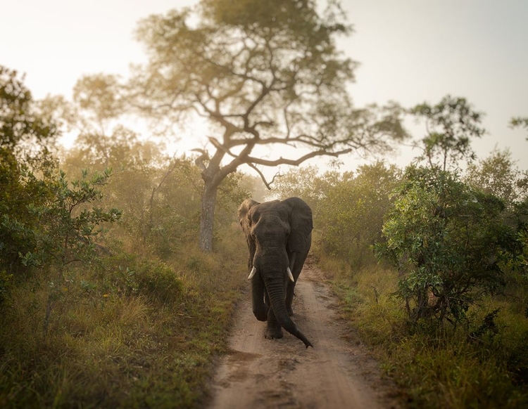 Picture of MORNING WALK