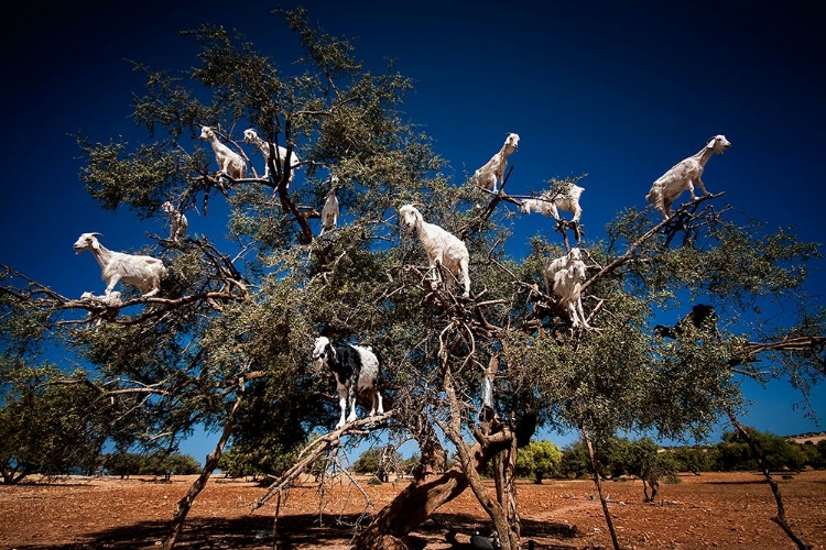 Picture of ARGAN GOATS