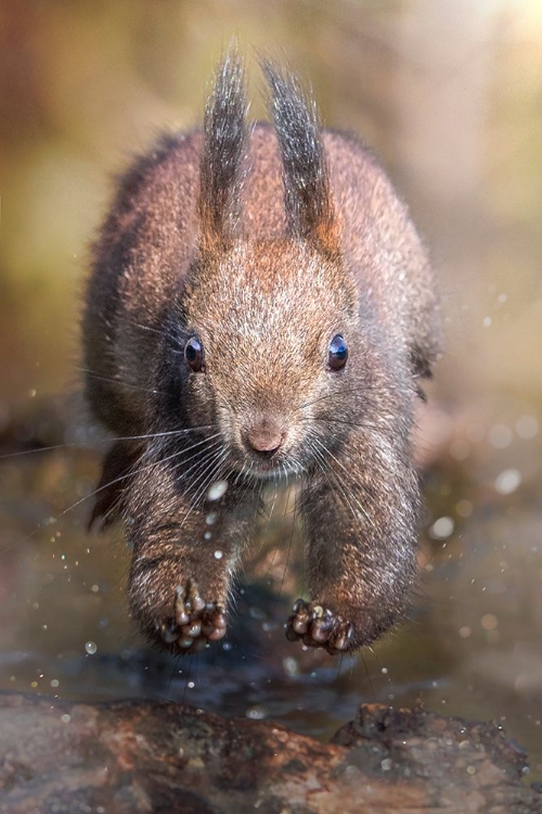 Picture of THE JUMP OF THE SQUIRREL