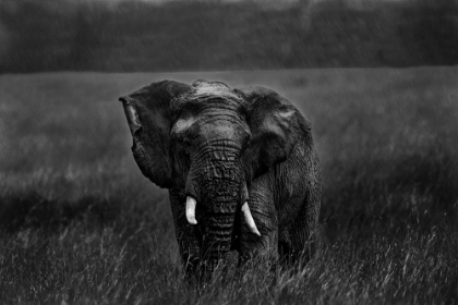 Picture of ALONE UNDER THE RAIN