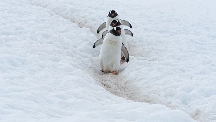 Picture of PENGUIN HIGHWAY