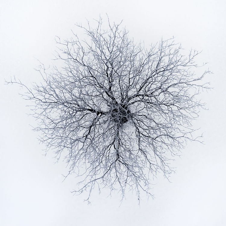 Picture of DENDRITES