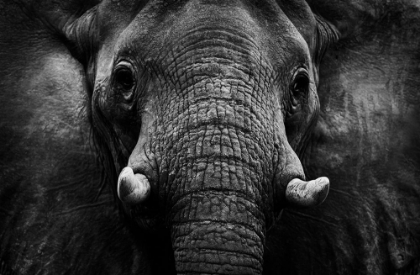 Picture of ELEPHANT