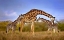 Picture of GIRAFFE WITH CUBS