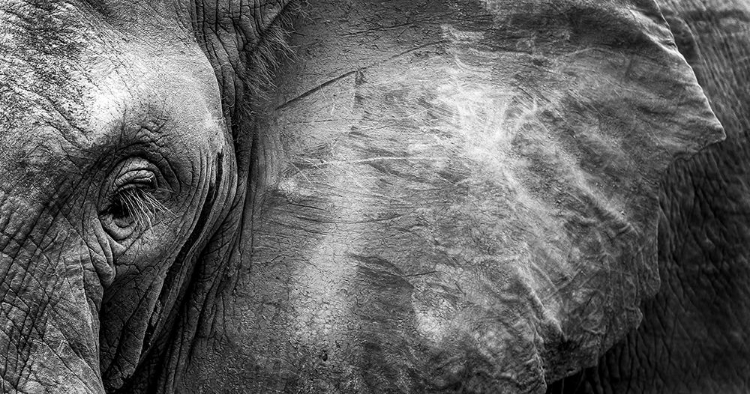 Picture of ELEPHANT FACE