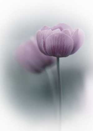 Picture of PURPLE TULIP