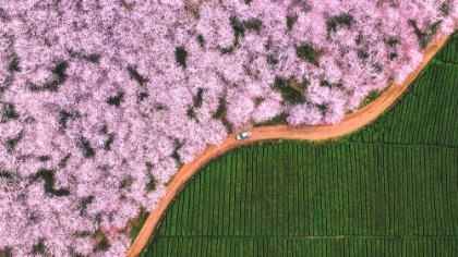 Picture of THE ROAD OF FLOWER