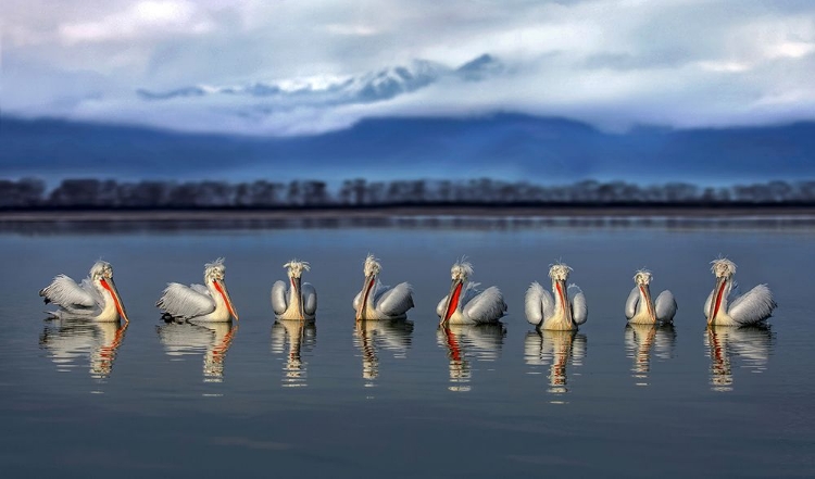 Picture of DALMATIAN PELICANS MEETING